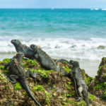 Riapertura delle isole Galapagos dal 1° luglio