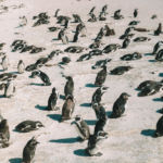 Sudafrica – da Cape Town al Capo di Buona Speranza