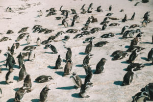 Sudafrica – da Cape Town al Capo di Buona Speranza