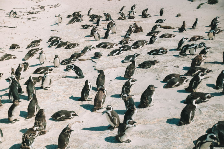 Sudafrica – da Cape Town al Capo di Buona Speranza