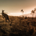 Chapka fa il punto sulla sua operazione di sostegno all’Australia per la protezione della fauna con l’associazione WIRES