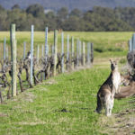 Working Holiday Visa: riapre l’Australia il 1° Dicembre