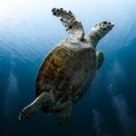 I 9 migliori posti dove fare immersioni nel mondo