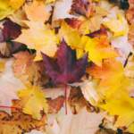 7 destinazioni perfette per l’autunno tra foliage, vino e città d’arte