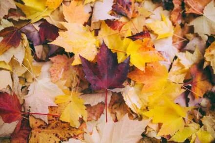 7 destinazioni perfette per l’autunno tra foliage, vino e città d’arte